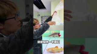 养一群食人鱼是种怎样的体验？ #食人鱼 #鲁伟学长 #养鱼日常