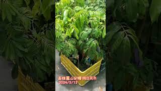 高雄鳳山-台糖假日花市。有吃有小孩玩 有逛。賣烏龜 鳥 狗 彈珠台 氣墊 沙畫 撈魚賣魚 中古玩物 古董 大型收費停車. @BB.travel-life