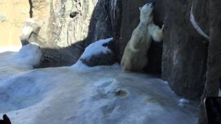 旭山動物園的北極熊