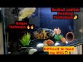 How to Feed Redtail Catfish 🐬 Properly 🐔🐣.|RTC|Gaint Oscar|