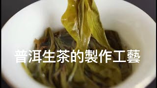 普洱茶高手修煉秘籍第五課：普洱生茶的製作。￼