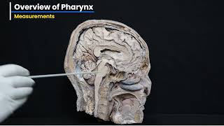 PHARYNX DEMONSTRATION