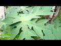 இந்த இலை பற்றி தெரியுமா papaya leaves benefits spice u0026shine