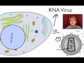 viral replication