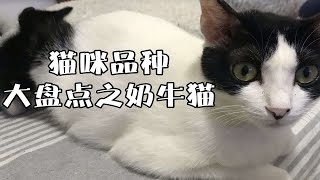 猫咪品种大盘点之奶牛猫~