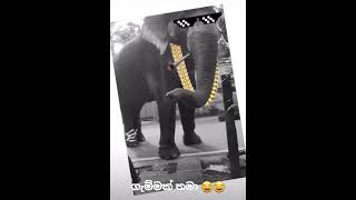 අම්මෝ ඒක 😂|ගැම්මක් තමා ඉතින් අලියා|අලිය දෙන ආතල් එක