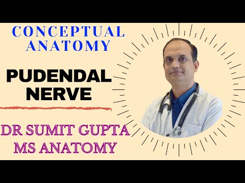 PUDENDAL NERVE : Course And Branches. - YouTube