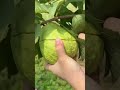 harvest giant guava fruit satisfying summer gardening