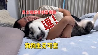 男主角喝醉後非摟著狗睡，狗狗想逃卻逃不掉，掀開被窩後笑人肚疼【马桶的逗比狗生】