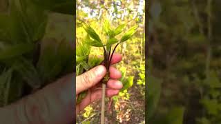 山菜採りコシアブラ食べ方　#山菜　#山形県　#こしあぶら  #コシアブラ  #Wild vegetables