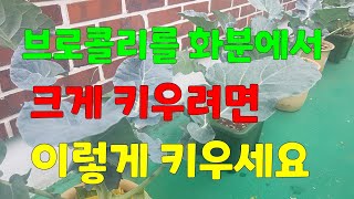 브로콜리를 화분에서                                👉🏻크게 키우는 방법 🥦🥦🥦