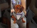 When someone interrupts your wedding vows 🤐😬 #wedding #weddingvideography #dog #dogs #ukwedding