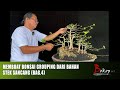 MEMBUAT BONSAI GROUPING DARI BAHAN STEK SANCANG (bag.4)