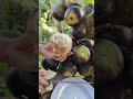 amazing palmyra palm fruit cutting skill with natural life of rural skills amazing