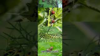 ENTOMOLOGIST|ENTOMOLOGY LOVERS|DOCTOR OF PLANTS