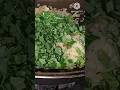 Nasi goreng kampung daun singkong #youtube #viral #masak #sedap