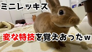 【うさぎの特技】ミニレッキスは賢いけど……【変な特技】