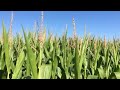 difference between field and sweet corn