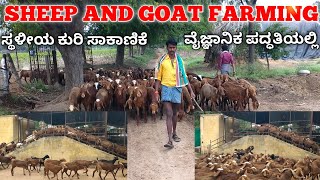 Sheep and goat farming in kannada || kuri sakanike || ಕುರಿ ಸಾಕಾಣಿಕೆ || ಮೇಕೆ ಸಾಕಾಣಿಕೆ ||