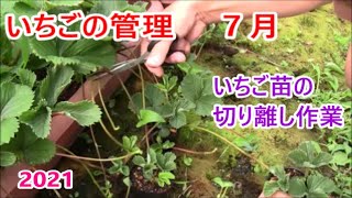 いちごの管理 7月　親株から いちご苗の切り離し作業　２０２１