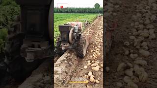 Potato Harvesting Driverless Power Tiller Machine