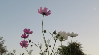 小さな窓の 花ごよみ 1689 川辺のコスモス 白鳥の群れ ♪The Sound of Silence ♪