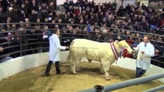 Sale of Junior Champion -Charolais Christmas Cracker