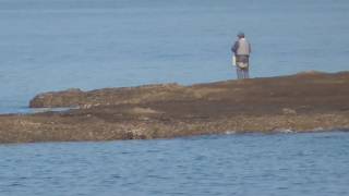 日曜日の田辺元島地磯コモトシマの様子