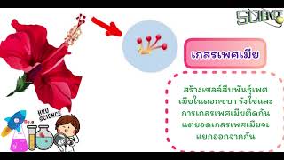 ส่วนประกอบของดอก ป.4