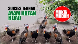 SUKSES TERNAK AYAM HUTAN HIJAU - DULU SUSAH KINI JAUH LEBIH MUDAH, SEMUA BISA MENCOBA & CUAN