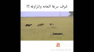 شوف سرعة النعامة والمراوغة