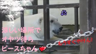 【しろくまピース】涼しい場所でオヤツ待ちピースちゃん♪　2022/7/20　とべ動物園