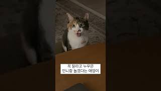 잘 밤에 놀자고 떼쓰는 고양이