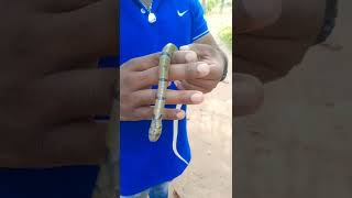 Kuri Snake | Banded Kuri Snake | අරනි දත් කැටියා | බොහොම අහිංසක නිර්විෂ සර්පයෙකි…