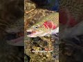 Alaskan Rainbow trout caught on a Mouse