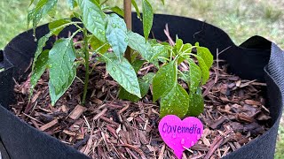 Transplanting Peppers into grow bags