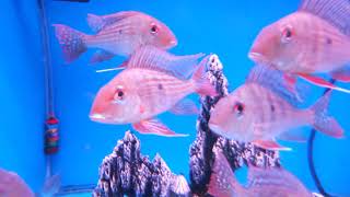 紅珍珠關刀圖鑑 Geophagus surinamensis