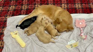 【チワワの赤ちゃん】生後2週間になりした🍼🐶💕お母さんのおっぱいタイム💗✨