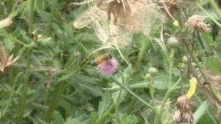 Is it a sweat bee or hover fly?