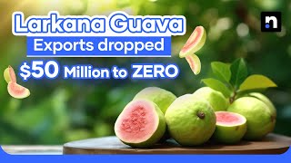 Larkana’s Guava Crisis: 75% Decline in Yields Threatens Livelihoods | Nukta