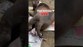 Pitbull baby delivery,pitbull giving birth ❤️