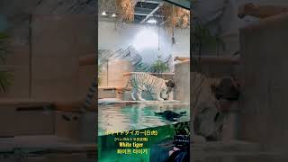 ホワイトタイガー(ベンガルトラ白変種) white tiger 화이트 타이거