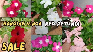 hanging vinca, Tidal wave spreading red petunia sale