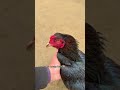 rooster amazing beauty black mushka on top😍 shorts rooster ayam viralvideo