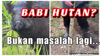 Cara Elak Gangguan BABI HUTAN (Wild Boar) \u0026 Pokok STRESS Selepas Ditanam. Wajib Tonton!