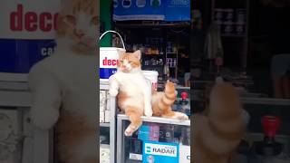 എടോ തന്നോടല്ലേ പറഞ്ഞത് വേണ്ടന്നു 🤨🤣#petlover #catlover #attitude #shorts #reels