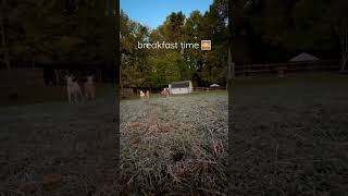 rain or shine, i start the day at sunrise with these kids 🙂🐐🐐🐐🐐🐐#goats #breakfast