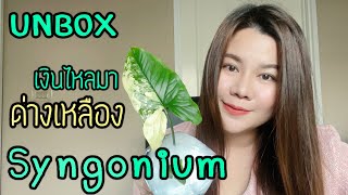 [ Rookie P ] In the Garden EP44 : Unbox เงินไหลมาด่างเหลือง | Syngonium Yellow variegated