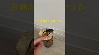 マンディブラリスフタマタクワガタだ❗️【ぼくのクワガタ】