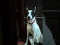 Chinu's sitting posture #youtubeshorts #viralvideo #ytshorts #viral #youtuviral #pet #dog